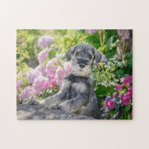 Puzzle Le chiot Schnauzer dans un jardin fleuri