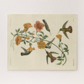 Puzzle Le colibri mangue des oiseaux d'Amérique d'Audubon (Horizontal)