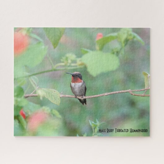 Puzzle Le colibri Ruby Throated, amoureux des oiseaux (Horizontal)