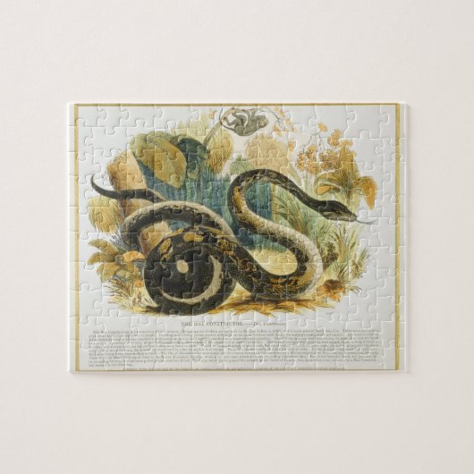 Puzzle Le constricteur de boa, pub. éducatif (Horizontal)