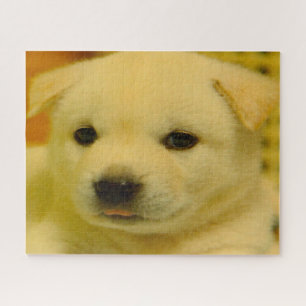 Puzzle le coréen Jindo Dog.