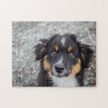 Puzzle Le joli portrait de chiot australien<br><div class="desc">Pupitre photographique de chiot de Cute Australian Shepherd.Ajoutez votre libellé personnalisé à cette conception en utilisant les zones "Modifier ce modèle de conception" situées à droite de l'élément, ou cliquez sur le bouton bleu "Customiser" pour arranger le texte, modifier les polices et les couleurs et ajouter des informations ou des...</div>