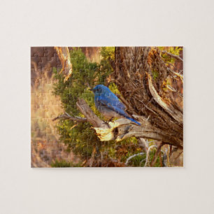 Puzzle Le merle bleu des montagnes du parc national Arche