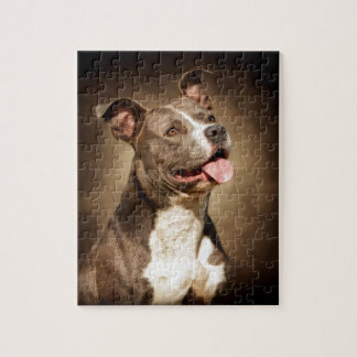 Puzzle Le pitbull bleu américain