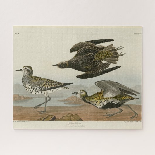 Puzzle Le Pluvier doré américain, les oiseaux d'Amérique (Horizontal)