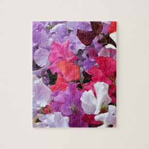 Puzzle Le pois doux de rose, pourpre et blanc fleurit en