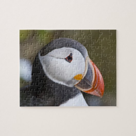 Puzzle Le Puffin Atlantique, un oiseau marin pélagique (Horizontal)