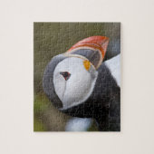 Puzzle Le Puffin Atlantique, un oiseau marin pélagique (Vertical)