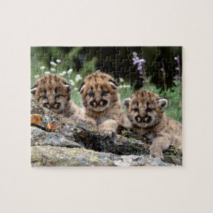 Puzzle Le puma CUB déconcertent