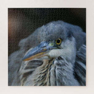 Puzzle Le regard intense d'un héron gris en gros plan