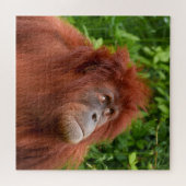 Puzzle Le regard réfléchi d'Orangoutan (Horizontal)