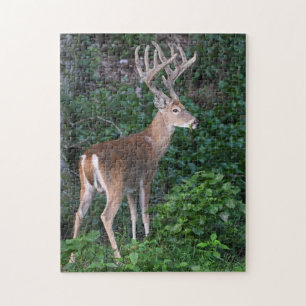 Puzzle Le Trophée Whitetail Deer Buck Dans Le Velvet
