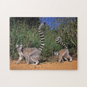 Puzzle Lémurs à queue annelée (Lemur Catta), Berenty