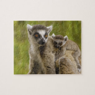 Puzzle Lémurs à queue annelée (Lemur catta) Mère et bébé.