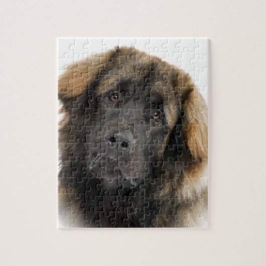 Puzzle Leonberger (Vertical)