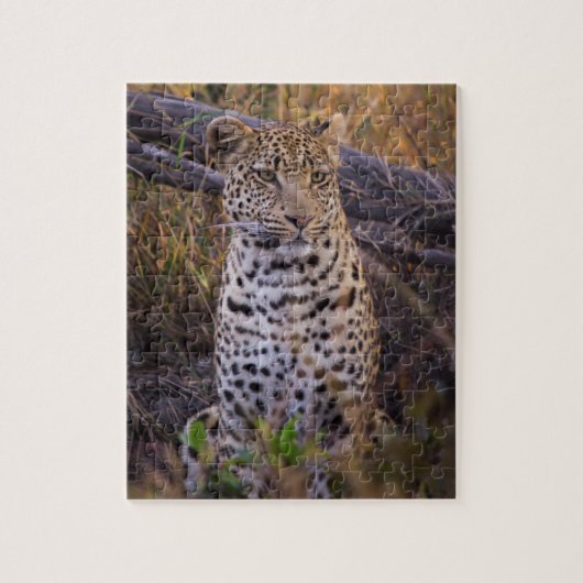 Puzzle Léopard assis, Botswana, Afrique (Vertical)