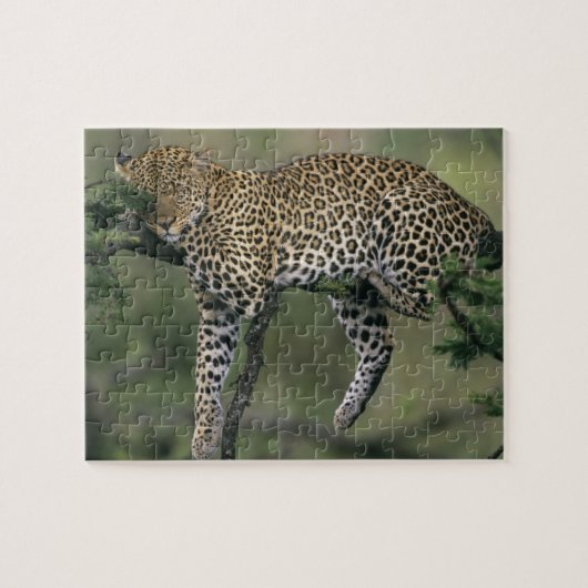 Puzzle Léopard, (Panthera pardus), Kenya, Masai Mara (Horizontal)