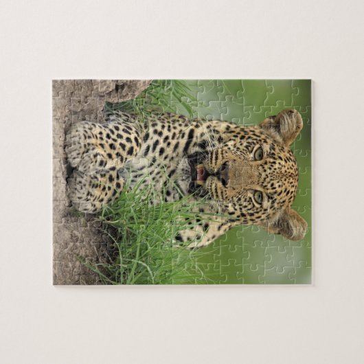 Puzzle Leopard, Panthera pardus, Sabi Sabi Game (Horizontal)