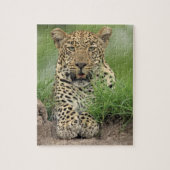 Puzzle Leopard, Panthera pardus, Sabi Sabi Game (Vertical)