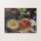 Puzzle Les anémones de mer. (Horizontal)