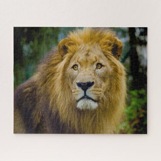 Puzzle Les Grands Félins Lions. (Horizontal)