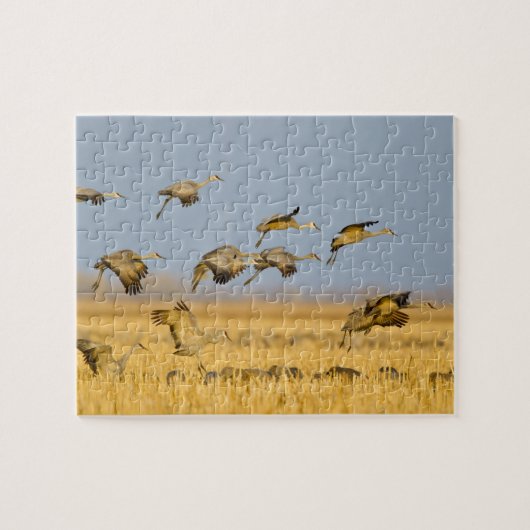 Puzzle Les grues de Sandhill atterrissent dans les champs (Horizontal)