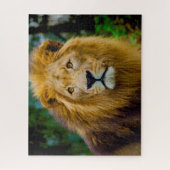 Puzzle Les Lions Gros Chats. (Vertical)