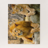 Puzzle Les Lions Gros Chats. (Vertical)