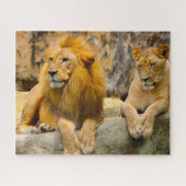 Puzzle Les Lions Gros Chats. (Horizontal)