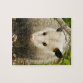 Puzzle Les opossums sont jolis - opossum Didelphimorphia (Horizontal)