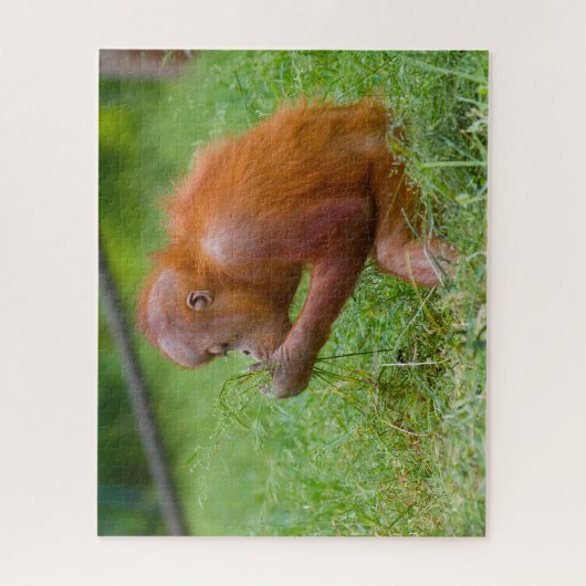 Puzzle Les Orangs-outans. (Vertical)