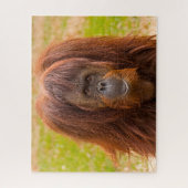 Puzzle Les Orangs-outans. (Vertical)