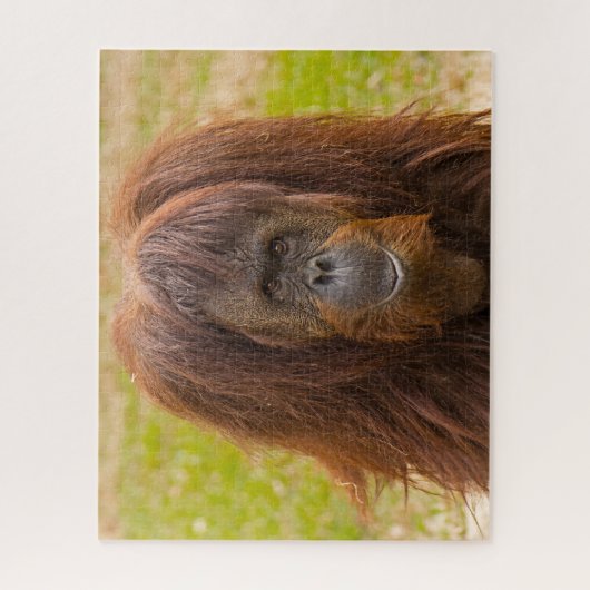 Puzzle Les Orangs-outans. (Vertical)