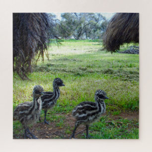 Puzzle "Les plumes du futur : Trois poussins Émeu bébés"