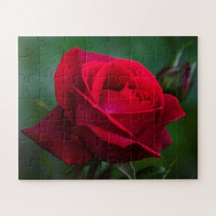 Puzzle Les roses sont rouges 16"x20" facile