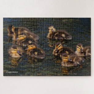 Puzzle Les salons flottants : 9 Cute Mallard Ducklings Ji