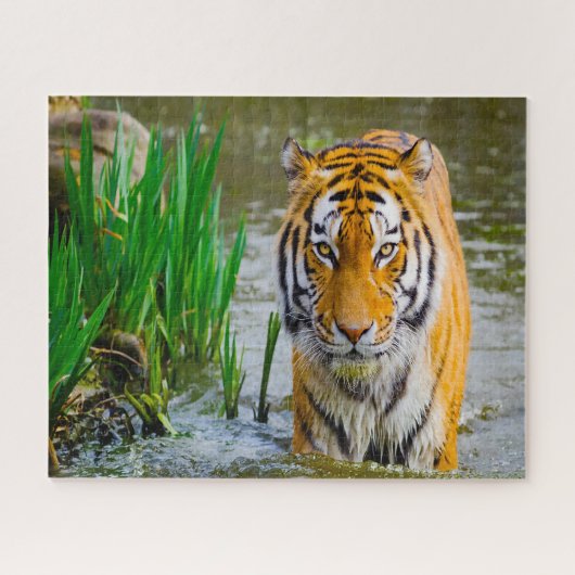 Puzzle Les Tigres Gros Chats. (Horizontal)