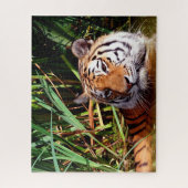 Puzzle Les Tigres Gros Chats. (Vertical)