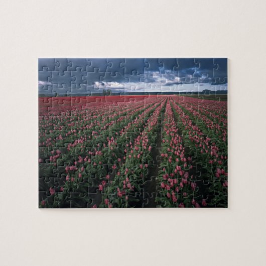 Puzzle Les tulipes roses et rouges brillent sous l'obscur (Horizontal)