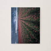 Puzzle Les tulipes roses et rouges brillent sous l'obscur (Vertical)