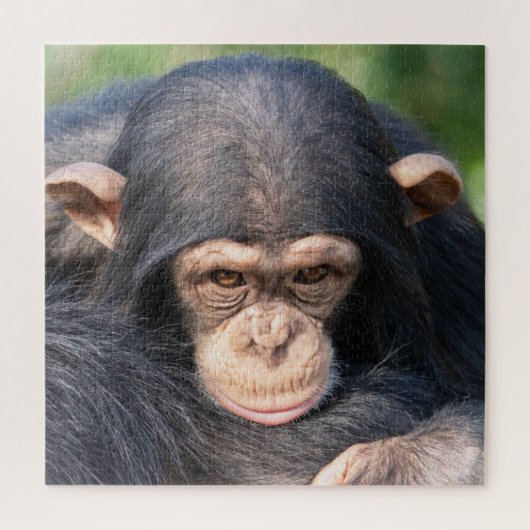 Puzzle Lien avec le bébé chimpanzé (Vertical)