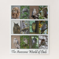 L'incroyable casse-tête World of Owls