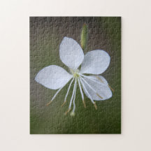 Lindheimeri de Gaura - papillons de