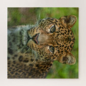 Puzzle L'intensité de Jaguar (Horizontal)