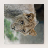 Puzzle Lion 002 par JAMFoto (Horizontal)