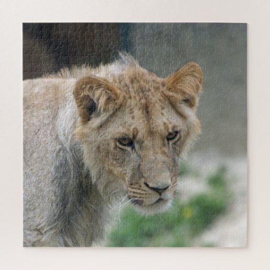 Puzzle Lion 002 par JAMFoto (Vertical)