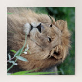 Puzzle Lion 003 par JAMFoto (Horizontal)