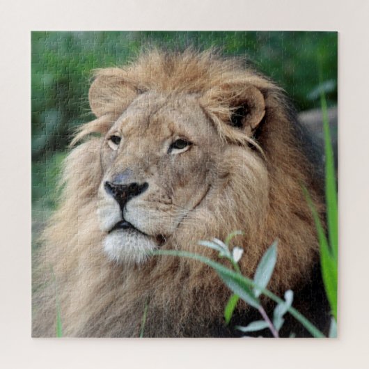 Puzzle Lion 003 par JAMFoto (Vertical)