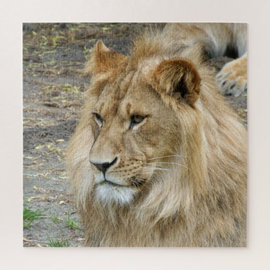Puzzle Lion 005 par JAMFoto (Vertical)