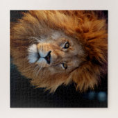 Puzzle Lion 010 by JAMFoto (Horizontal)